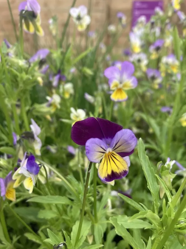 Viola tricolor